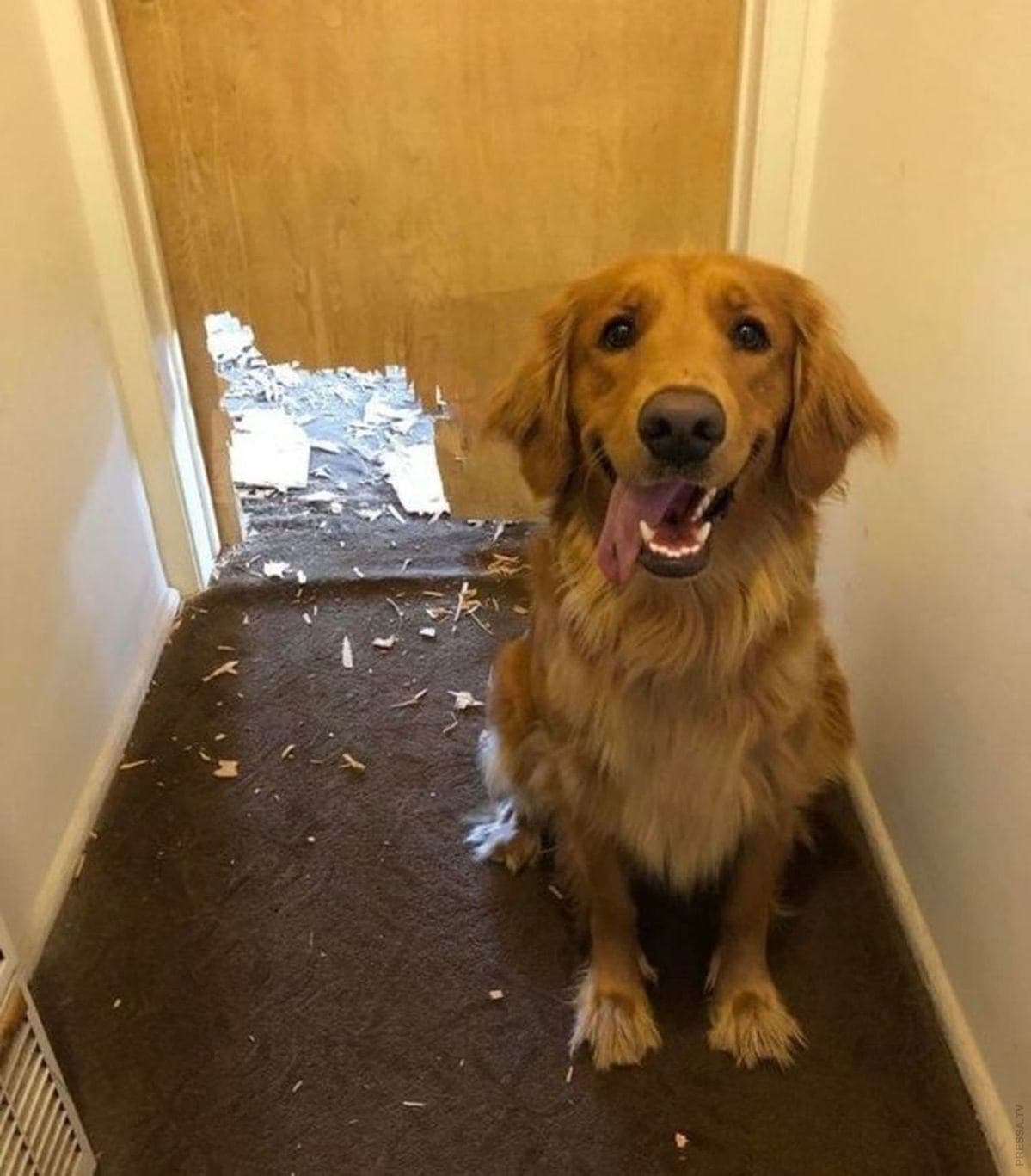 Golden retriever cachorro junto a un rollo de papel