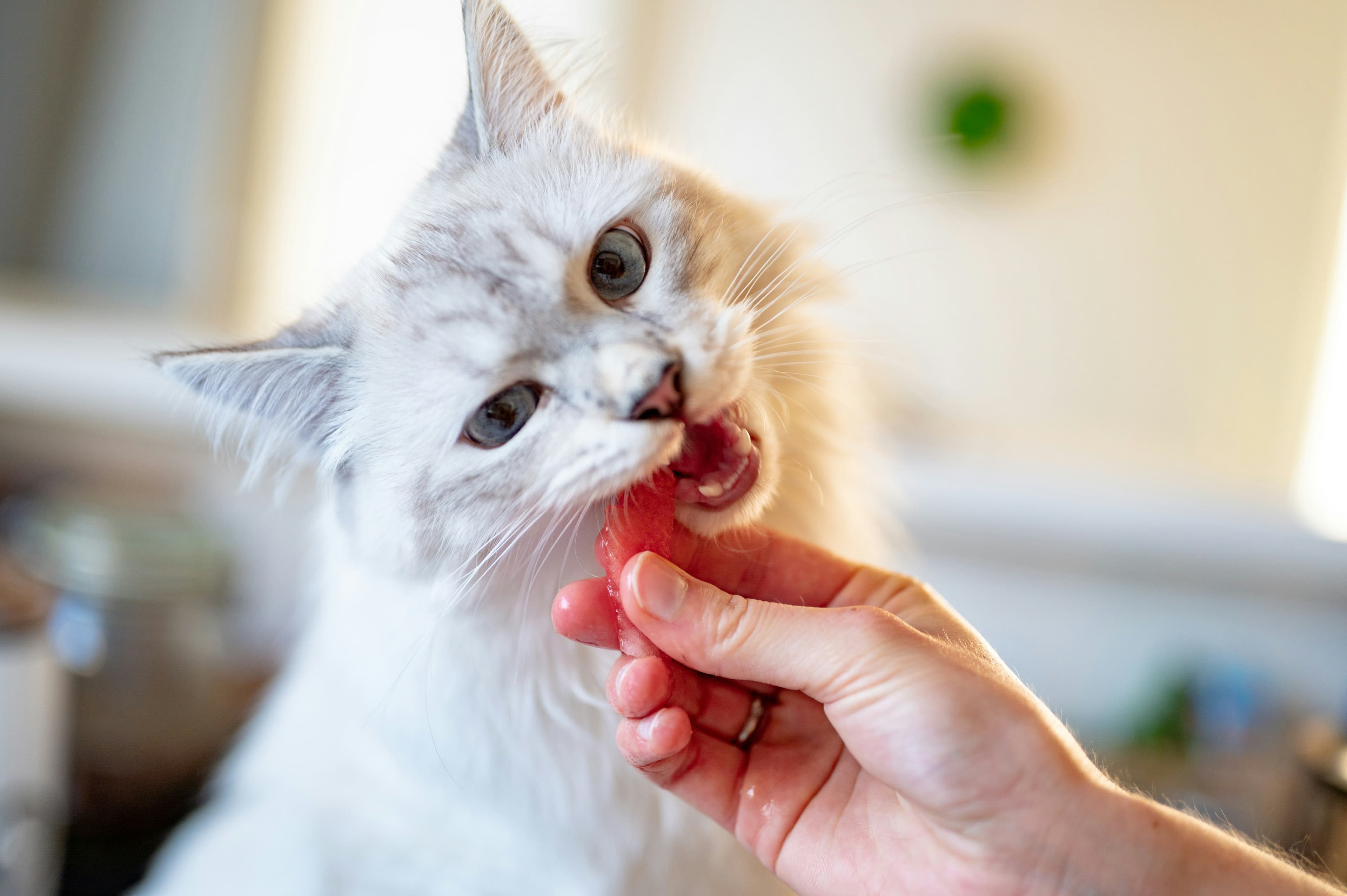 Gato blanco comiendo de la mano