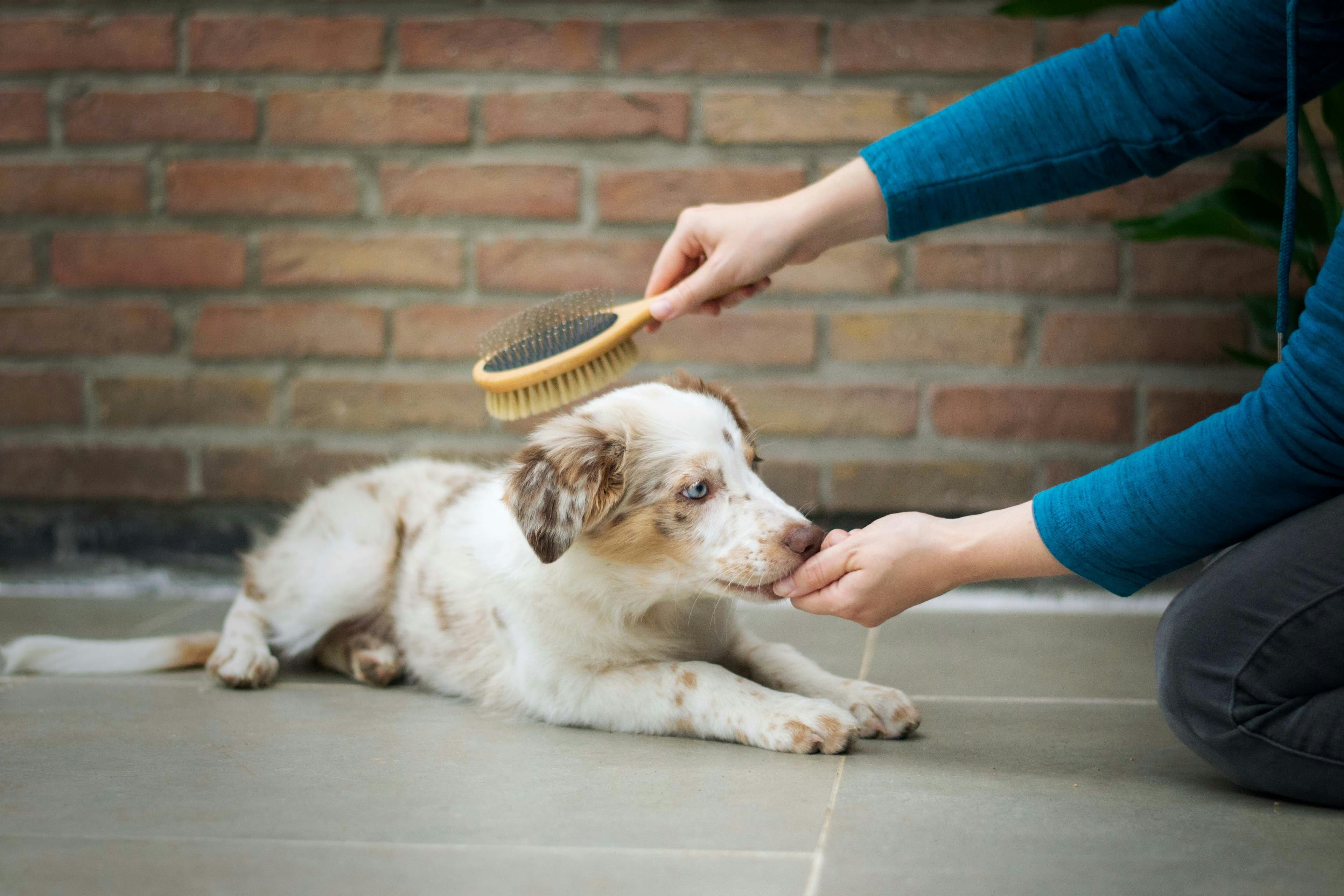 Perro cachorro siendo cepillado